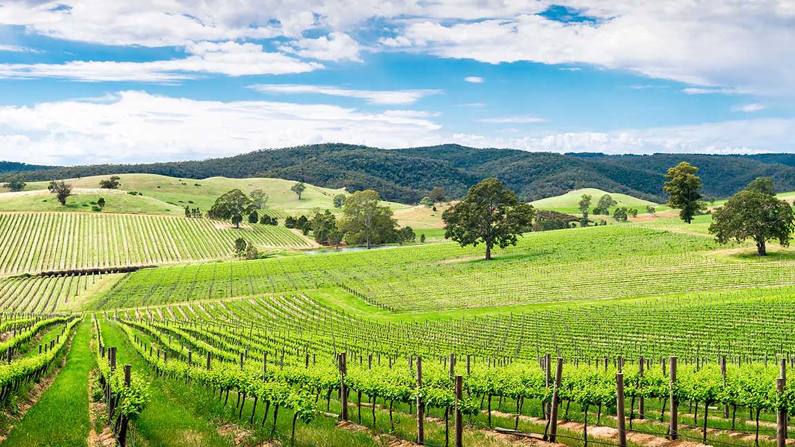 best barossa valley tours